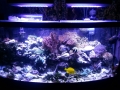 custom-aquarium