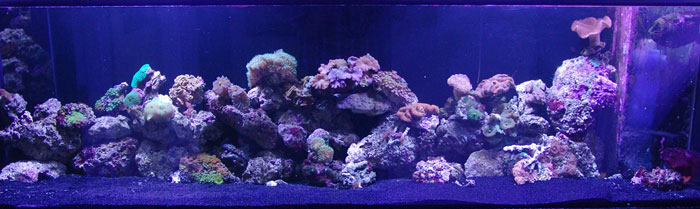 coral-tank-sm