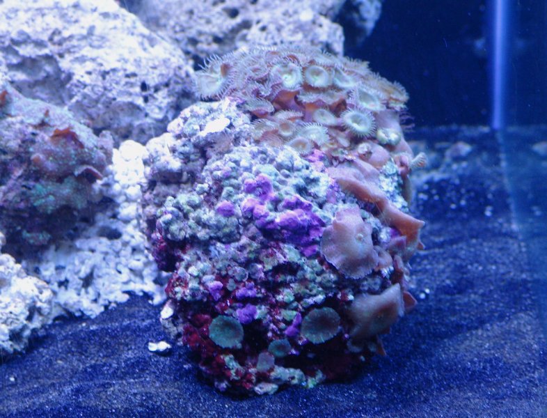 Coral | Aquarium Concepts