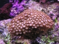 coral8-jpg